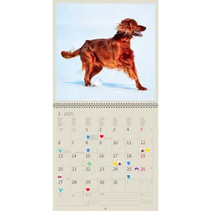 Muurkalender Dogs 2025 - Januari