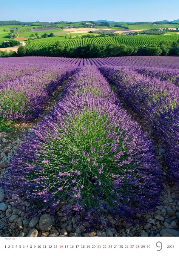 Muurkalender Provence 2025 - September